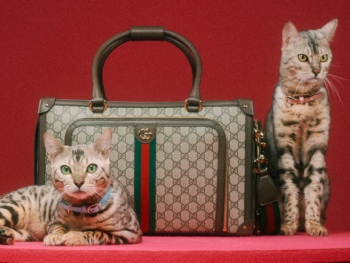 Gucci 101 Khám Phá Bộ Sưu Tập Thú Vị Gucci Pet Collection